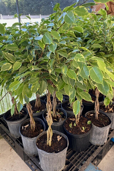 Variegated Benjamina Ficus 